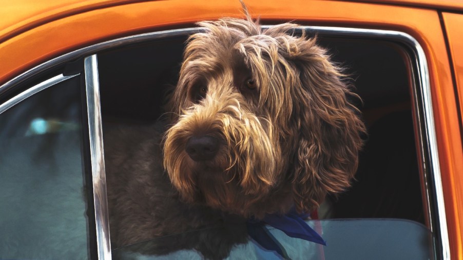 Dog inside orange vehicle, showing the states where it’s illegal to leave dog or other pet in hot car