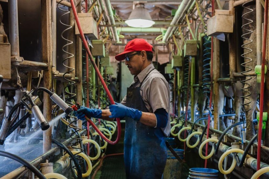 Man checking milk processing equipment