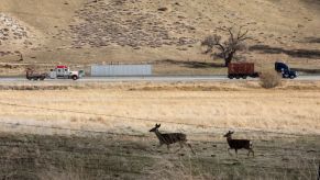 Deer walking next to a busy road.