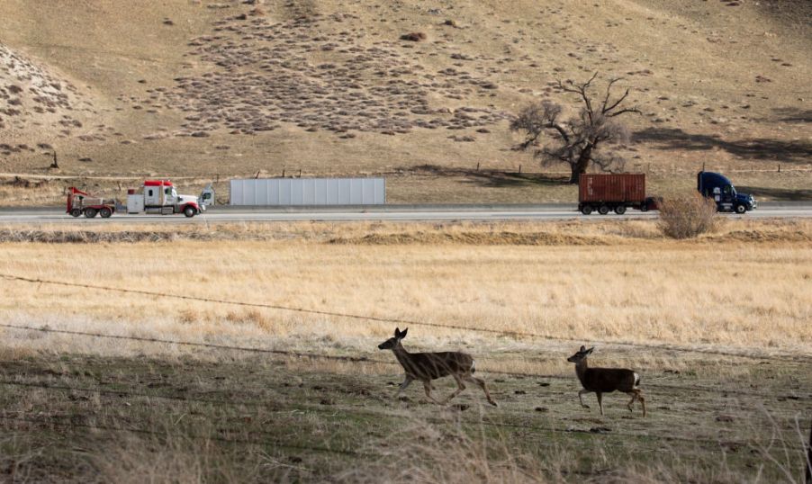 Deer walking next to a busy road.