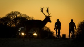 A car and two cyclists wait for deer to cross the road in Richmond Park instead of letting it become roadkill.