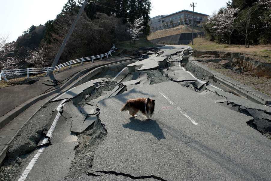 Fukushima road broken up with dog