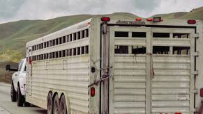 A white Ram turbodiesel heavy-duty pickup truck pulling a livestock trailer down the interstate, mountains visible in the background.