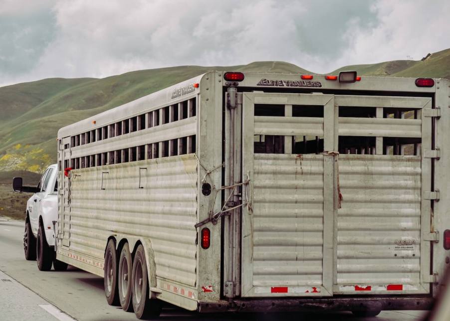 A white Ram turbodiesel heavy-duty pickup truck pulling a livestock trailer down the interstate, mountains visible in the background.