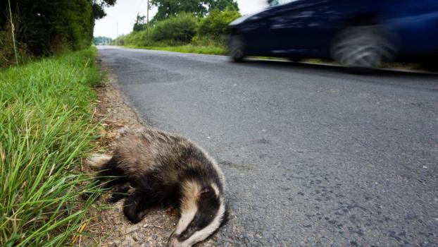 The 3 Animals Most Commonly Turned Into Roadkill