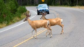 Mule deer crossing a road in a forest within Yellowstone National Park in Wyoming