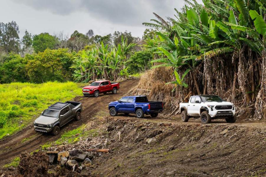 2024 Toyota Tacoma models parked on a hillside on the Big Island of Hawaii