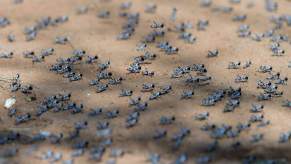 Mormon crickets are swarming roads in Western states