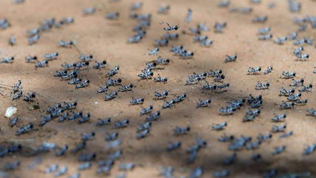 How Mormon Crickets Brought Slick Roads and Snow Plows in the Summer