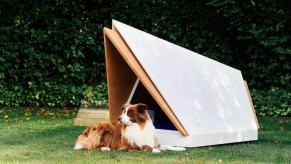 Ford noise-canceling dog kennel outside