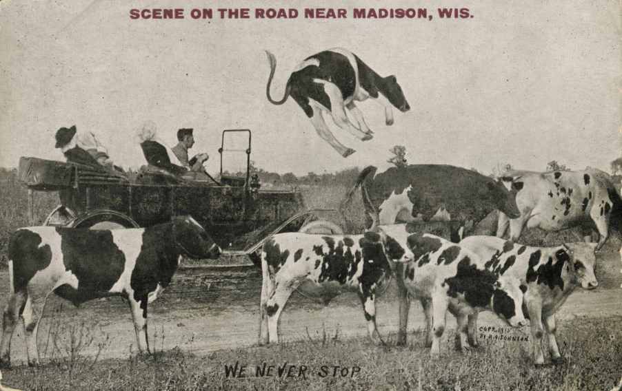 Laws in Wisconsin protect the cows seen here in a scene from 1915