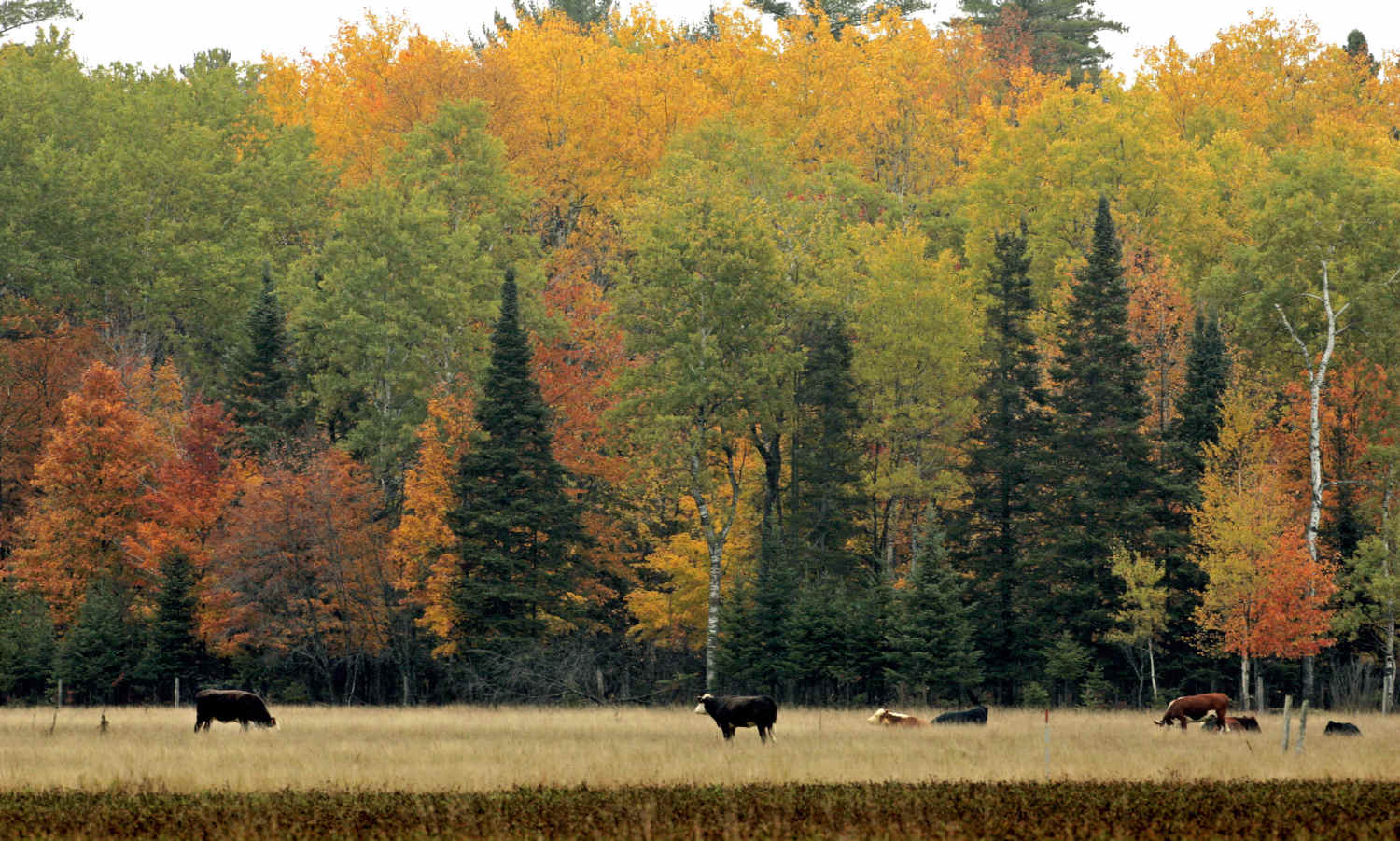 Weird laws in Wisconsin protect the cows seen here in front of fall foliage