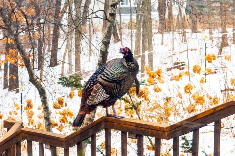 A wild turkey spotted in Mendota Heights, Minnesota, in the midwest and west of Wisconsin