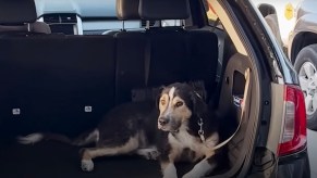 Stray dog named JD in the back of a Ford Edge SUV.