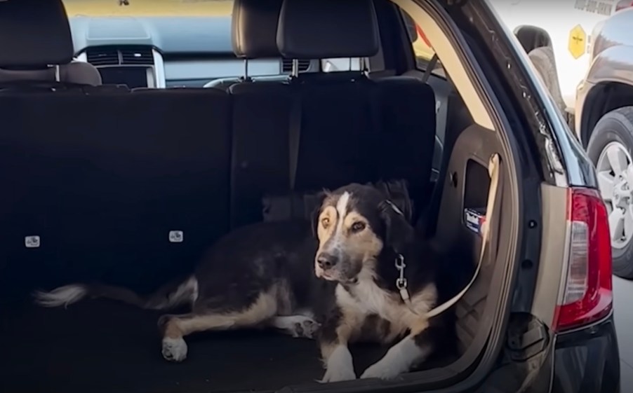 Stray dog named JD in the back of a Ford Edge SUV.