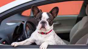 A white and black French bulldog is shown standing on the front seat of a car with front paws on the window ledge.