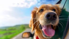 A dog enjoys his best life in a car.