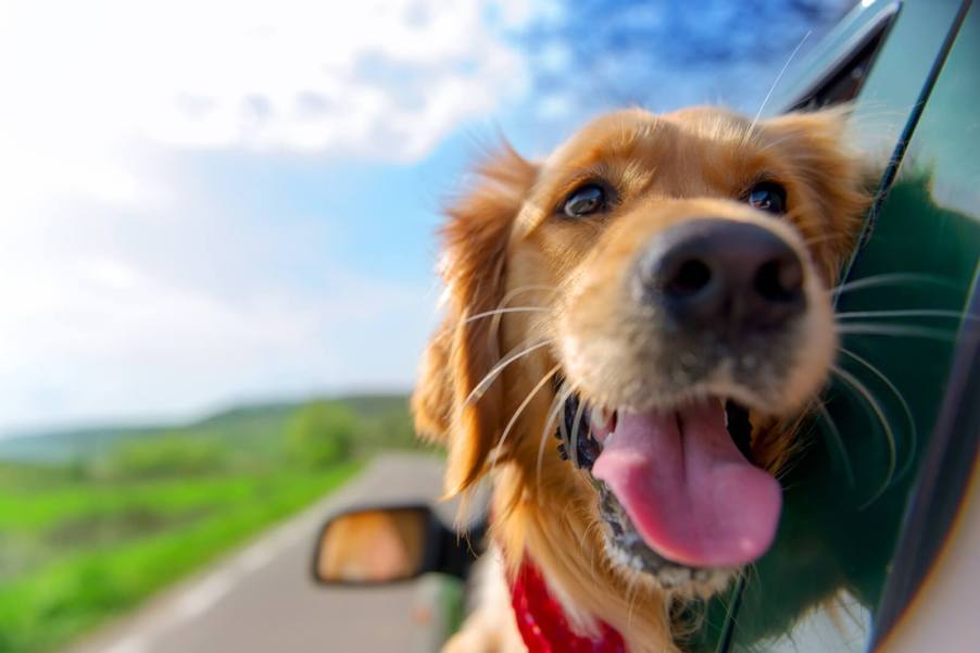 A dog enjoys his best life in a car.