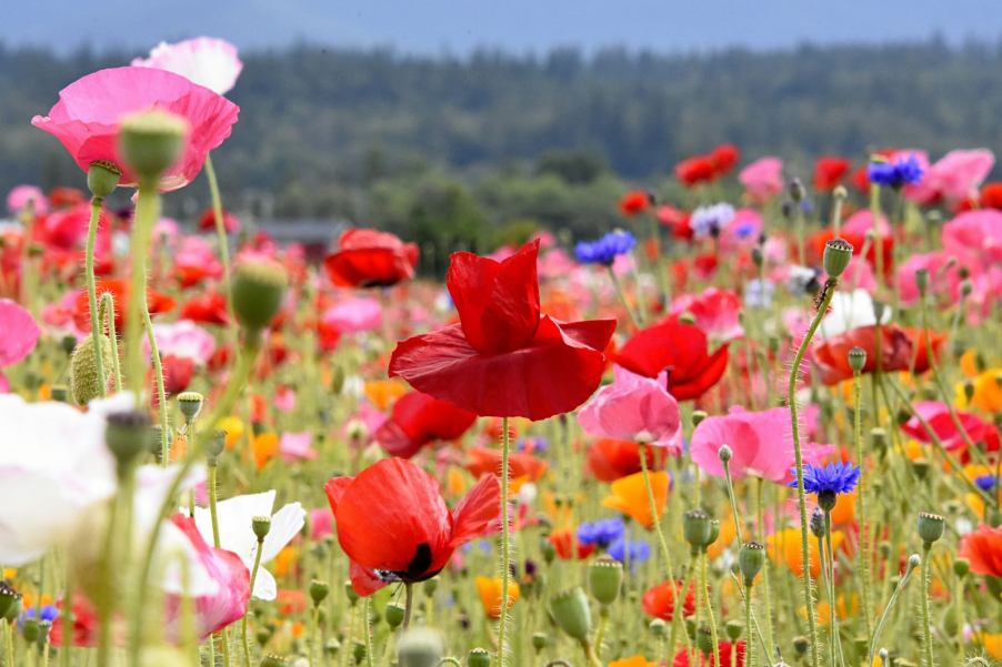 A field of red and pink wildflowers.