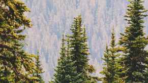 Several pine trees in the foreground, a mountainside forest visible in the background.