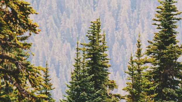 Loggers Grow Mountain-Sized Smiley Face for Oregon Drivers