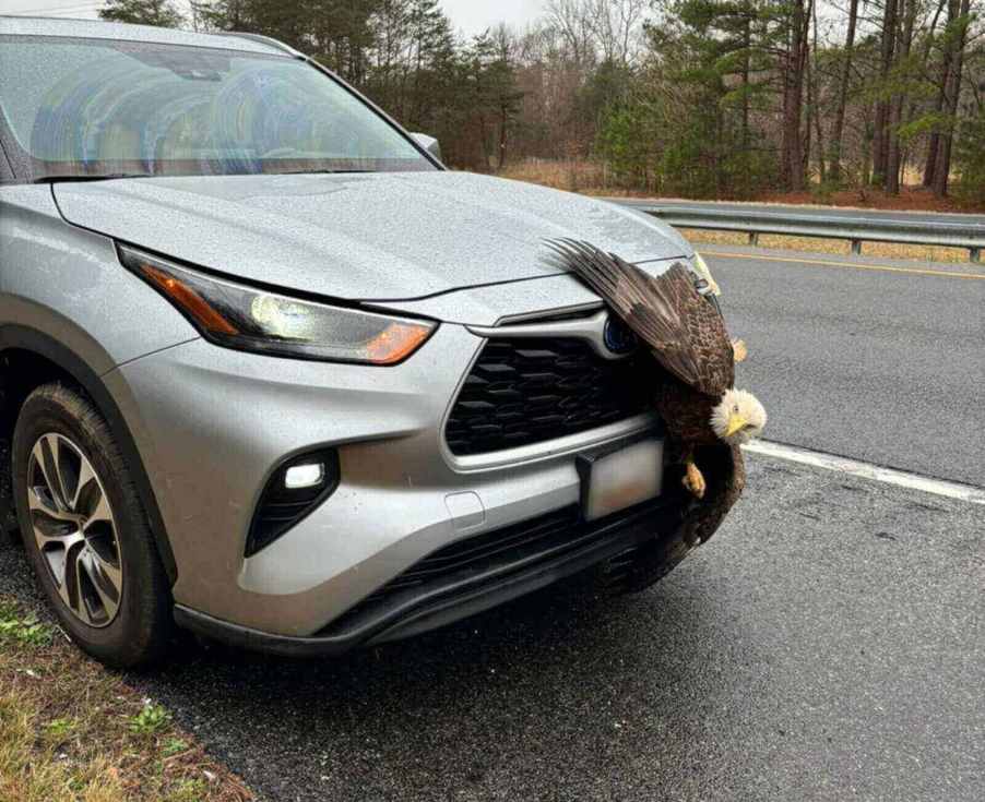 A bald eagle is stuck in a Toyota grille.