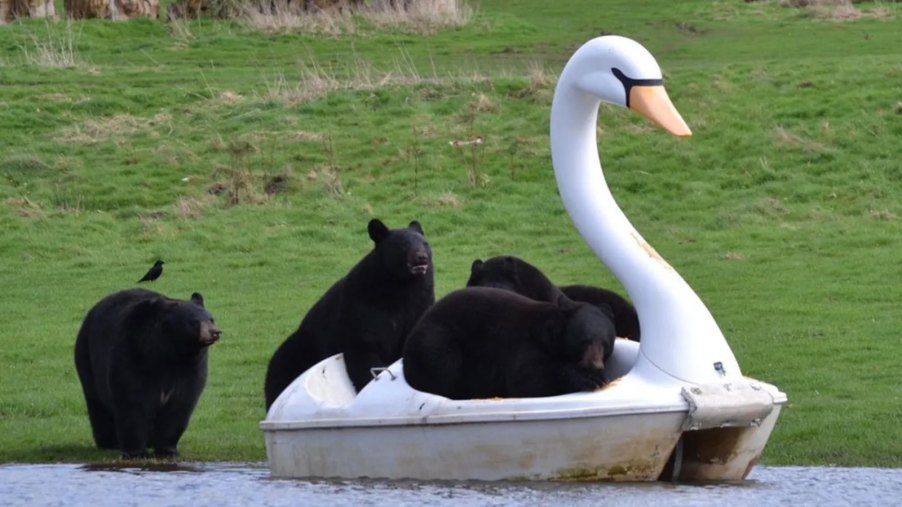 Five black bears pile on a swan-shaped pedal boat in their zoo's pond.