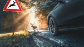 A car comes close to hitting an animal, a deer, in the road.