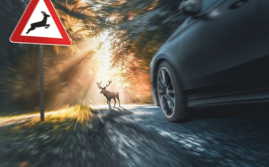 A car comes close to hitting an animal, a deer, in the road.