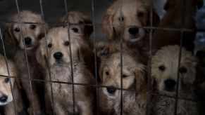 Puppies in a cage