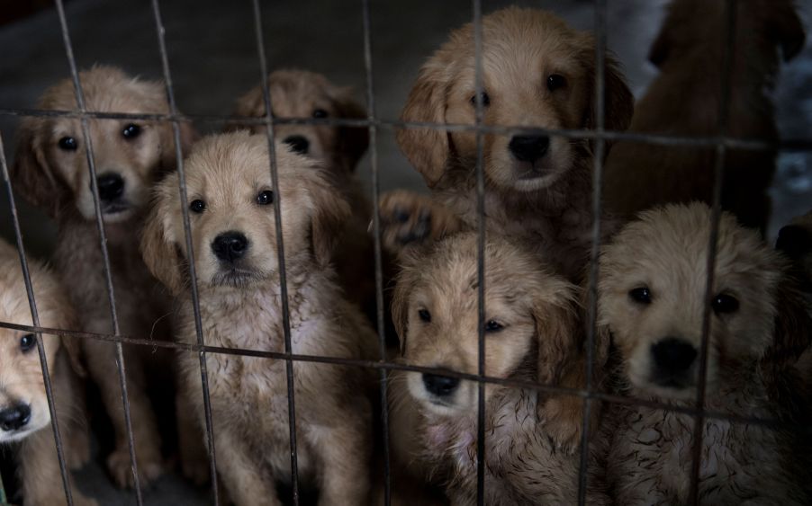 Puppies in a cage