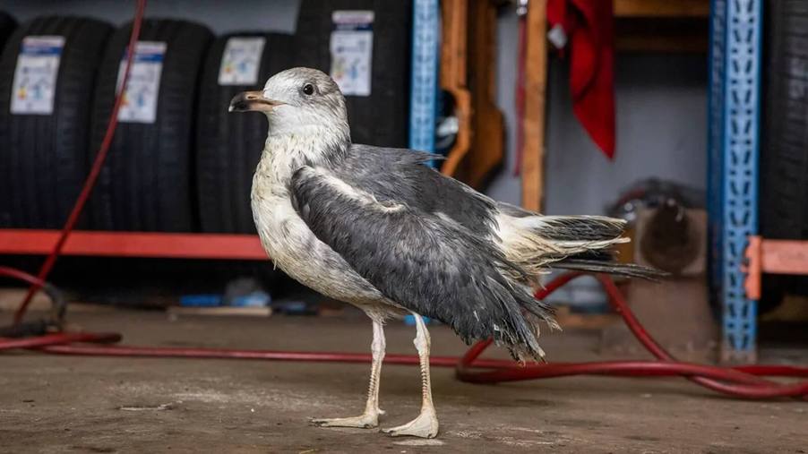 Hopeful the Seagull poses after a mechanic saved her life.