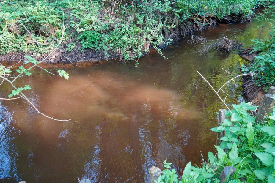 Muddy river in a Georgia swamp