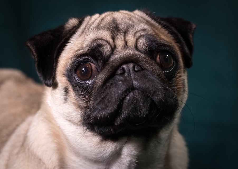 Portrait of a pug dog with a tan body and black nose.