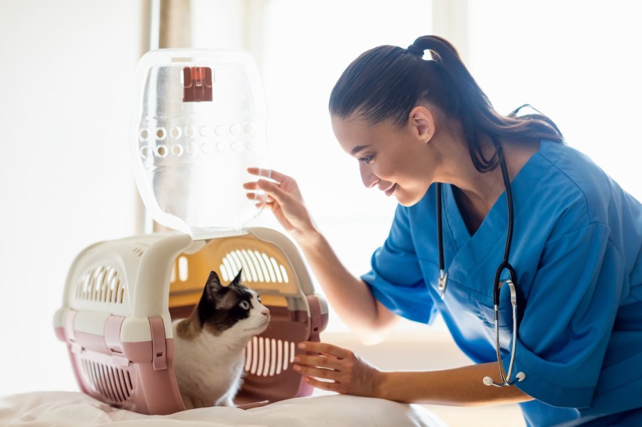 A vet opens a cat's carrier