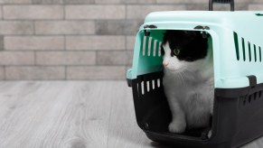 Black and white cat peering out from a cat carrier.