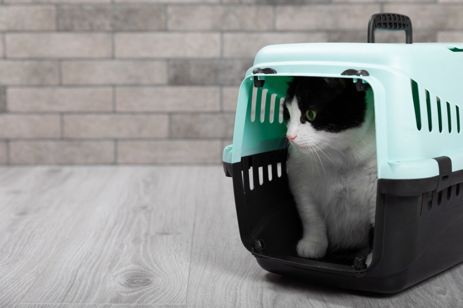 Black and white cat peering out from a cat carrier.