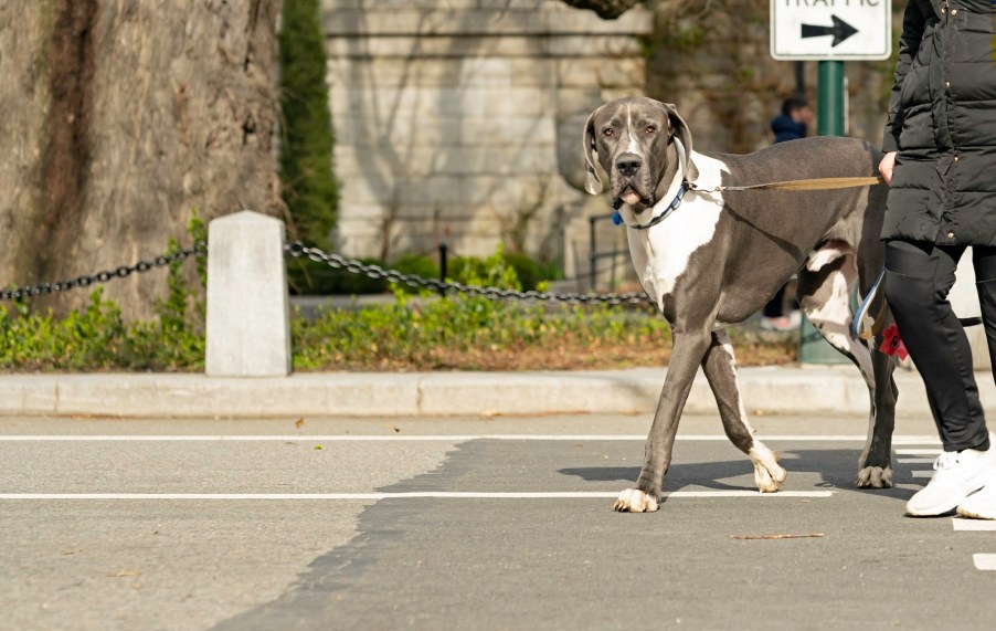 A Great Dane on a leash with owner wearing black puffy coat black pants walking waist down from right of frame to center crossing the street