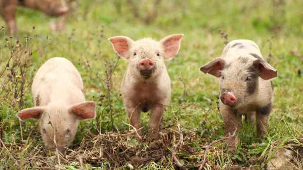 Week-Old Piglets Fearlessly Jump From Slaughterhouse Transport Truck and End up Forever Free