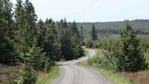 Remote forested gravel road lined with jack pine