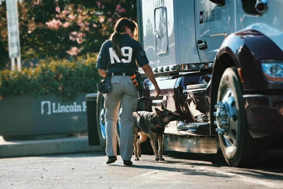 A woman with a "K9" uniform and a German Shephard dog examine a semi truck