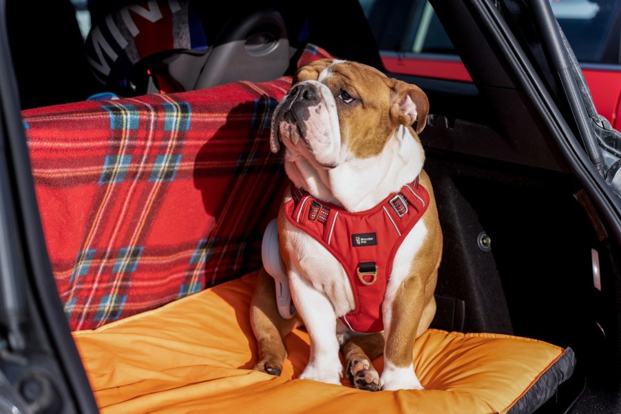 A bulldog sitting in the back of a car