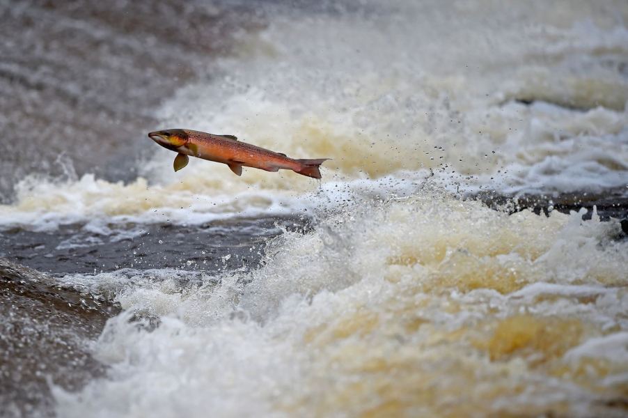 Salmon jumps over a water fall in a racing river.