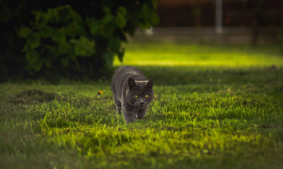 Gray cat walking across the grass of a lawn.