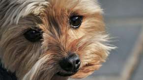 Dog with cream-colored fur and dark black eyes.