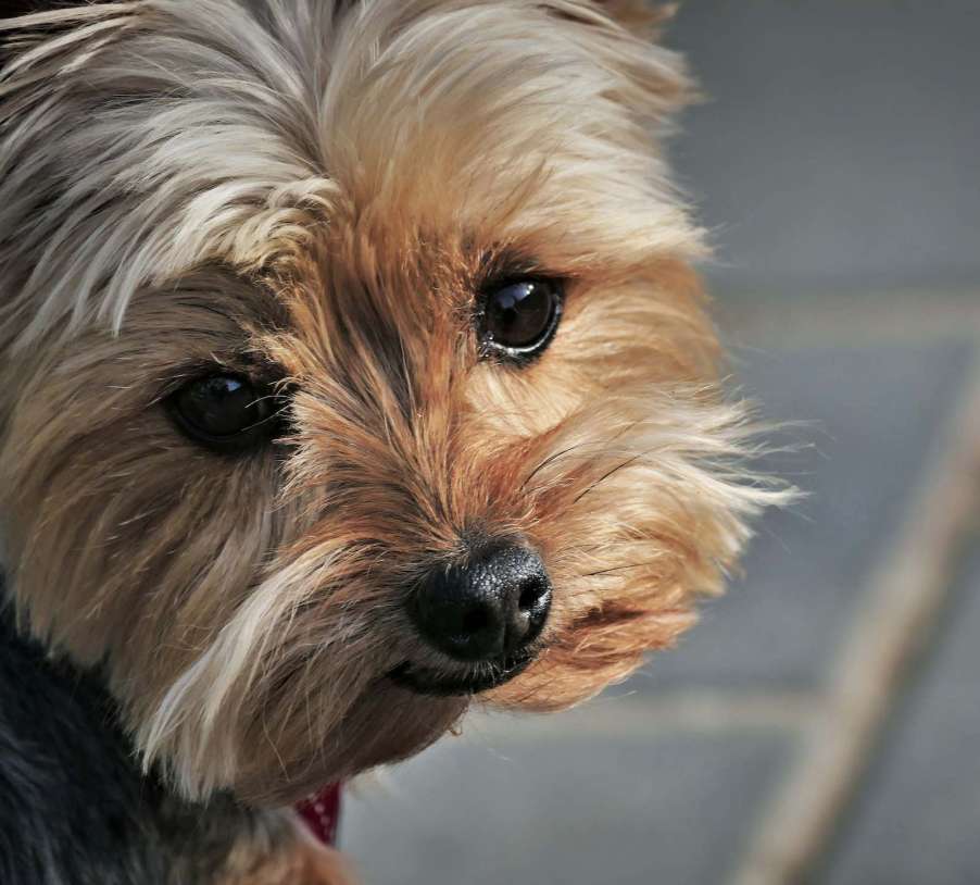 Dog with cream-colored fur and dark black eyes.