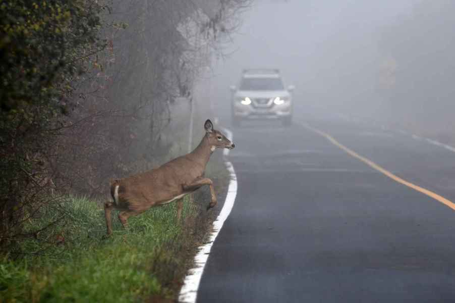 A deer shown lifting a foreleg to walk onto a misty paved road with a white SUV approaching from the background