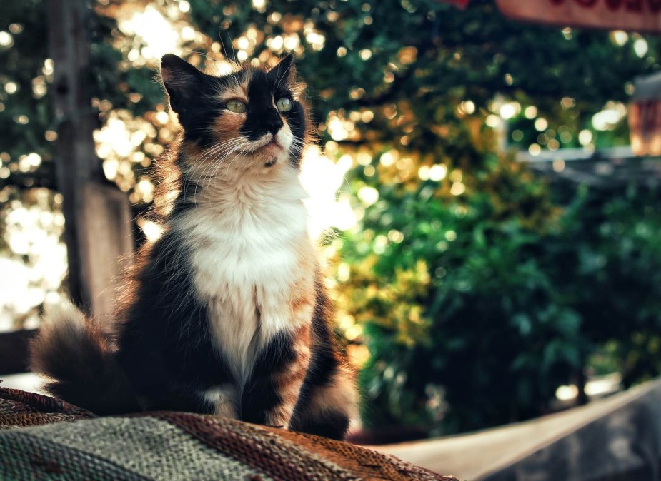 A calico cat sits outdoors, the sun setting through a tree's leaves visible in the background.