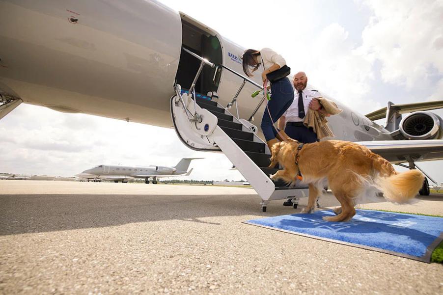 A woman leads a golden retriever up the steps to a Gulfstream V plane for a Bark Airlines flight.