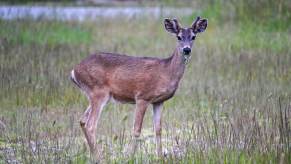 A deer stands next to the road in the United States.